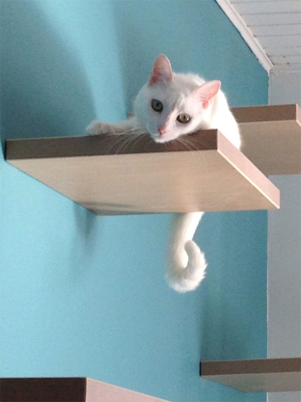 Монтаж настенного игрового комплекса для кошек на скрытые крепежи менсолодержатели